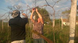 cultivo de uva (2)