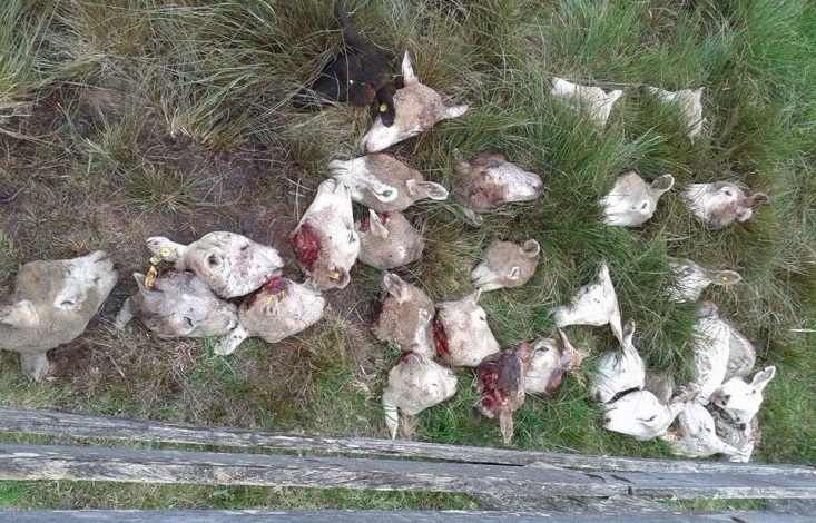 Abigeatários abatem cerca de 30 ovelhas na divisa de Vila Nova do Sul
