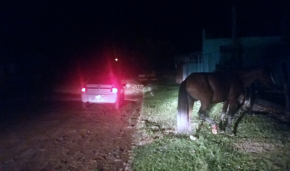 acidentecavalo1
