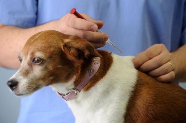 Vigilância Sanitária de Caçapava do Sul implanta 300 chips em cães e gatos