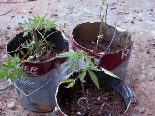 BM descobre plantação de maconha em creche abandonada de Caçapava do Sul