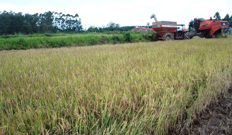 Começa a colheita do arroz em Taquari, uma das primeiras do Estado