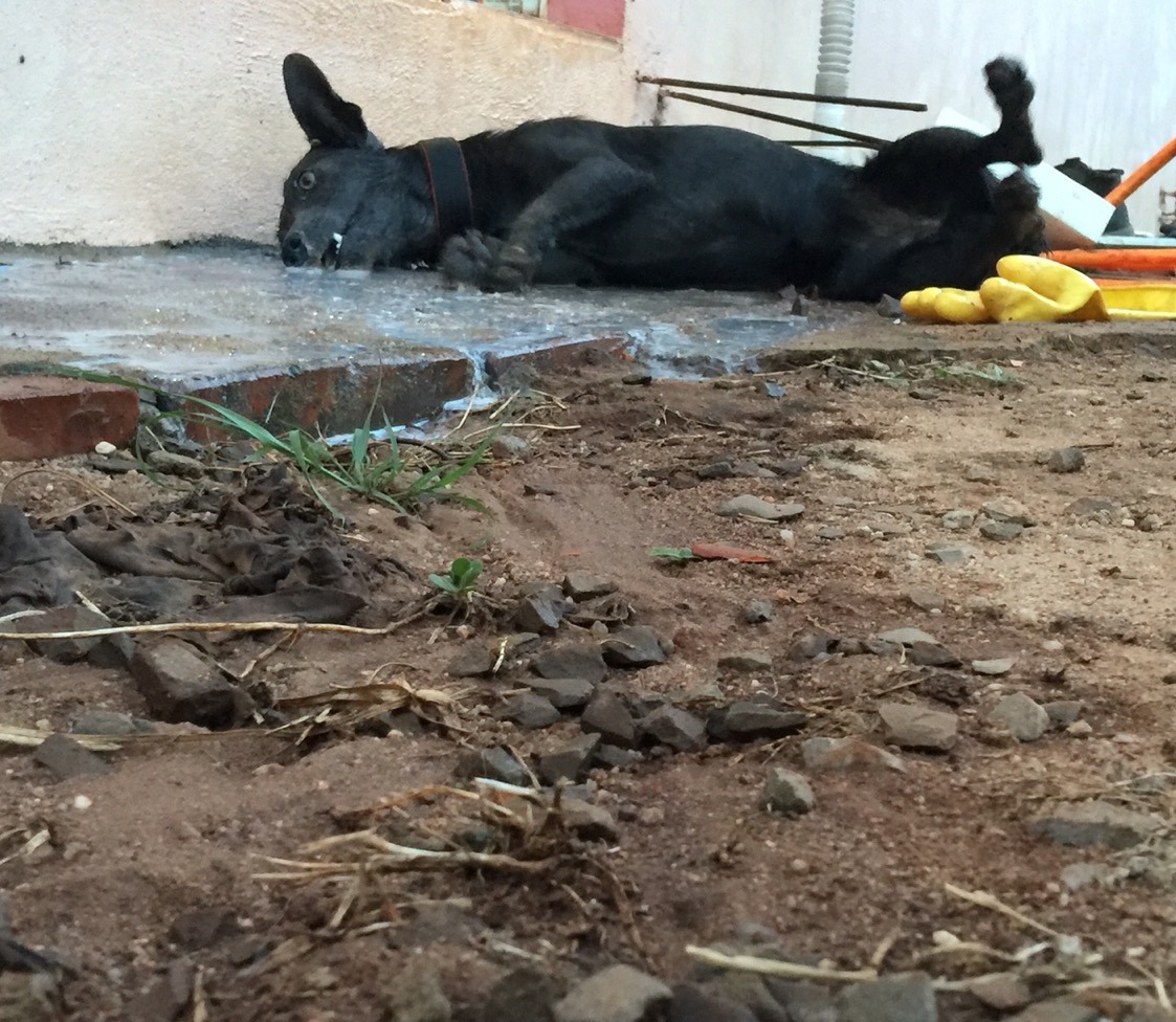 Pelo menos quatro cachorros morrem por envenenamento no bairro Vargas