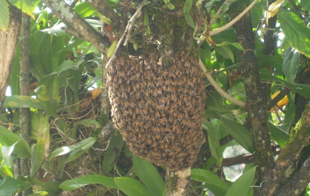 Sargento do Corpo de Bombeiros dá dicas de como se prevenir de ataque de abelhas