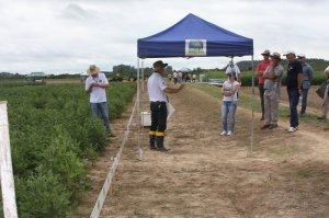 irga 2 lavoura cachoeira dia de campo