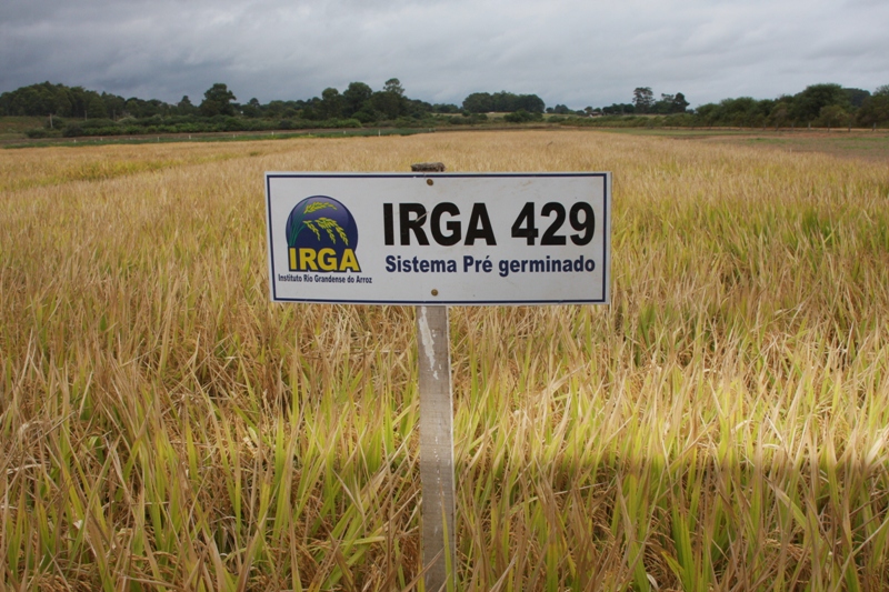 irga cachoeira lavoura
