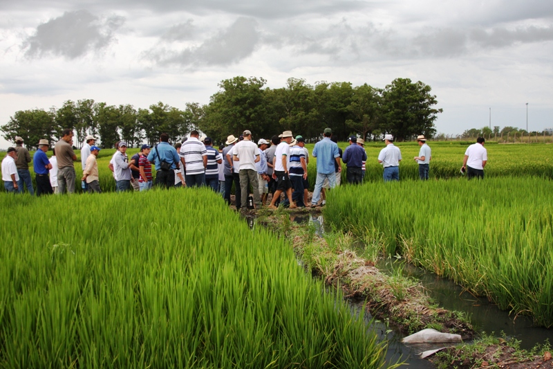 irga dia de campo lavoura arroz
