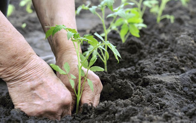 Ação doará plantas aos sepeenses durante semana do município