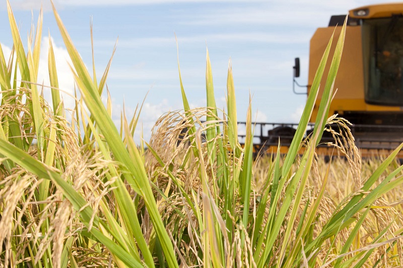São Sepé tem 89,8% da área de arroz colhida