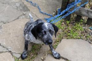 animais bom jesus