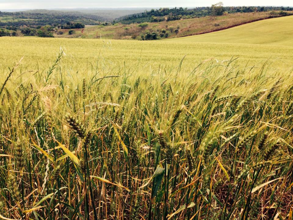 Mesmo com redução na área cultivada, safra de trigo pode ser 36% maior