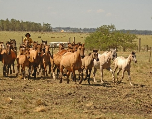 Caso de mormo em cavalo faz com que rodeios sejam cancelados na região