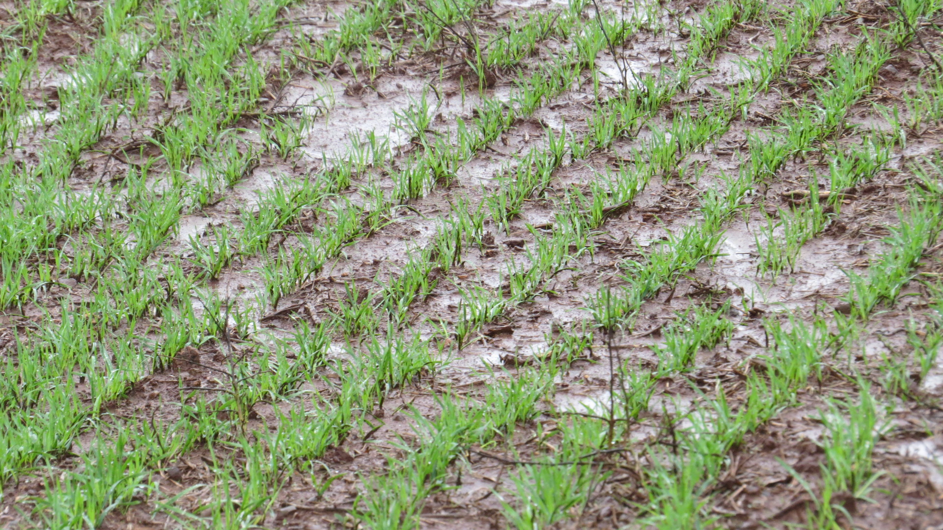 Excesso de chuvas prejudica cultivo de hortaliças no Rio Grande do Sul