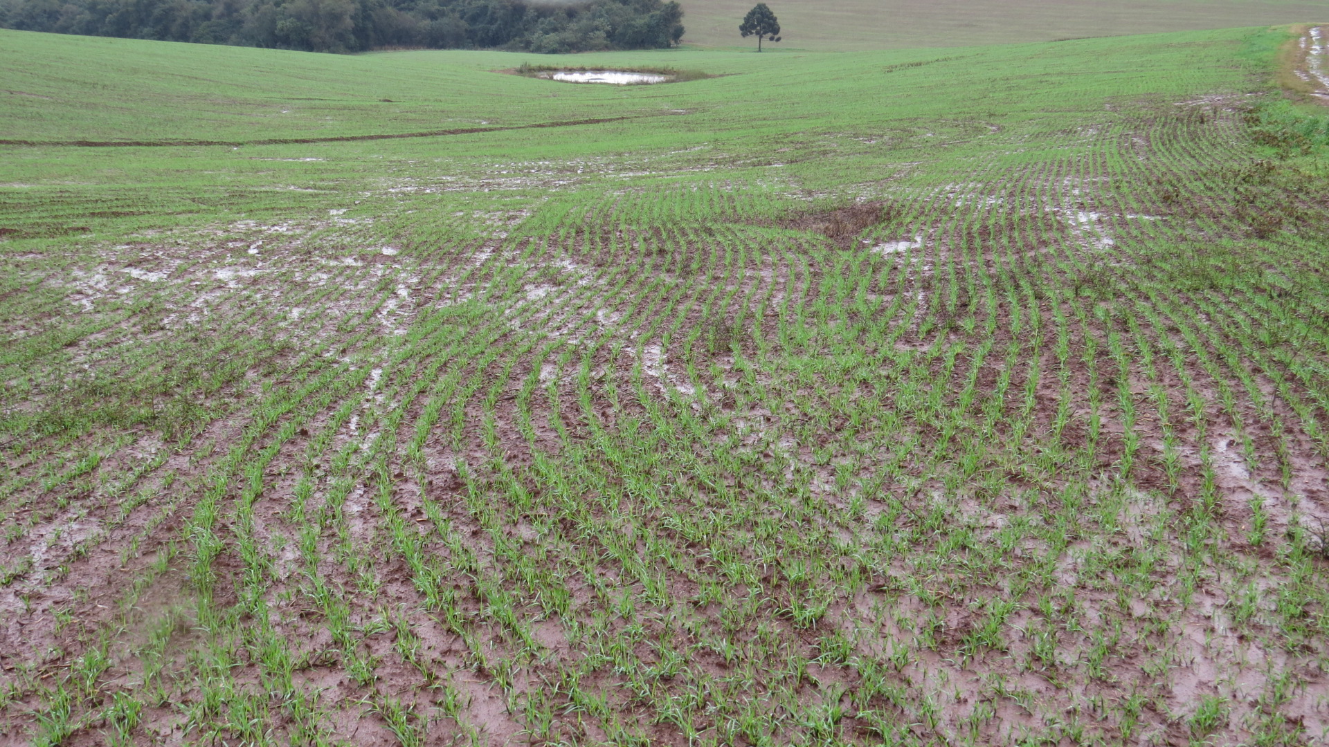 lavoura de inverno chuva emater