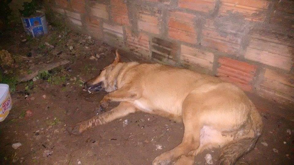 Crueldade: três cães são mortos no bairro Kurtz