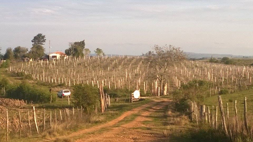 Cultivo de uva ganha cada vez mais espaço em São Sepé