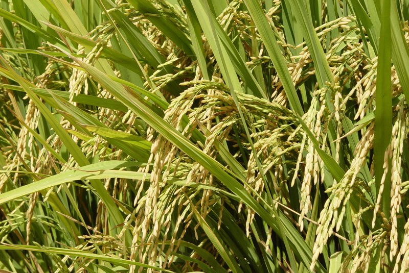 Cotrisel é habilitada para multiplicação de sementes na safra 2015/2016