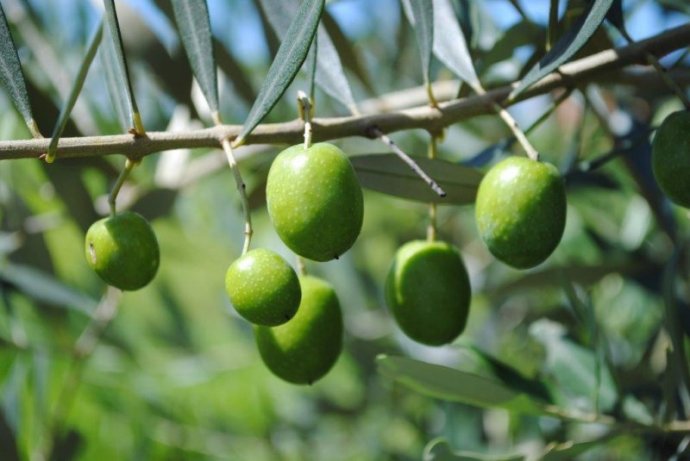 Produção de oliveiras em São Sepé já soma 100 hectares