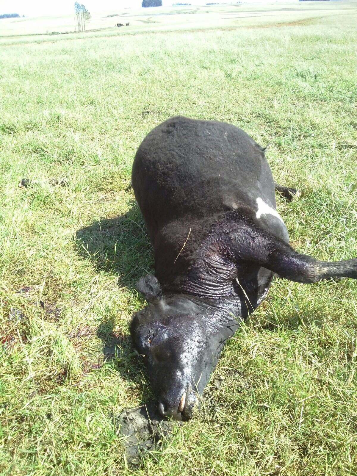 abigeato lamar donatto (3)