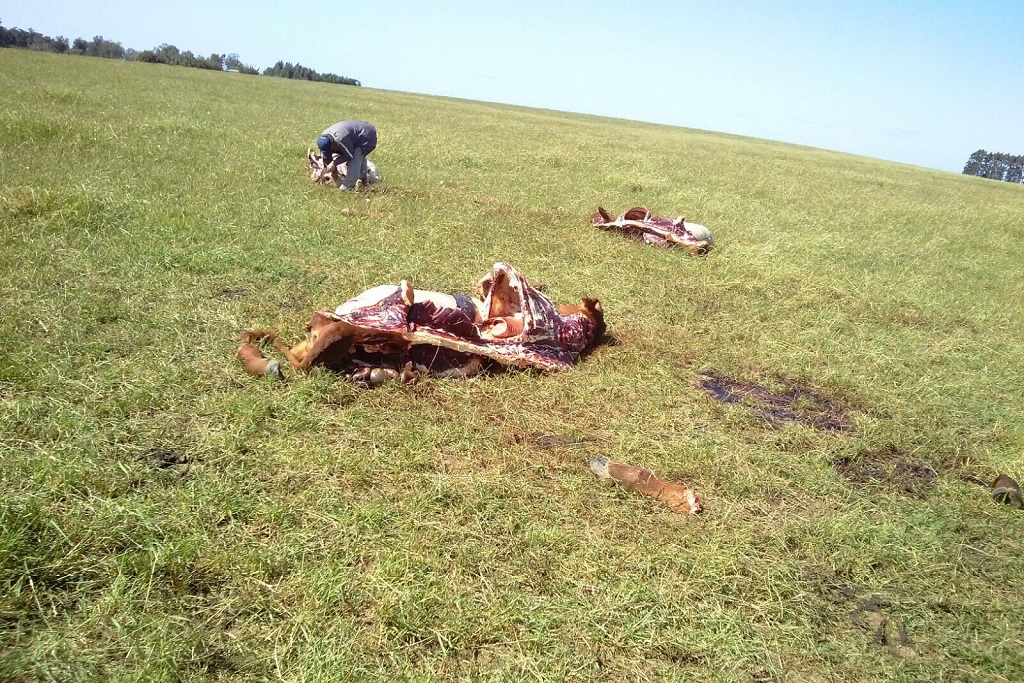 abigeato lamar donatto (4)