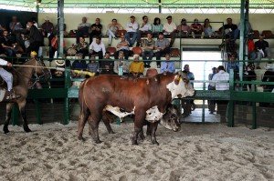 expofeira sao sepe 2015 a palavra (2)