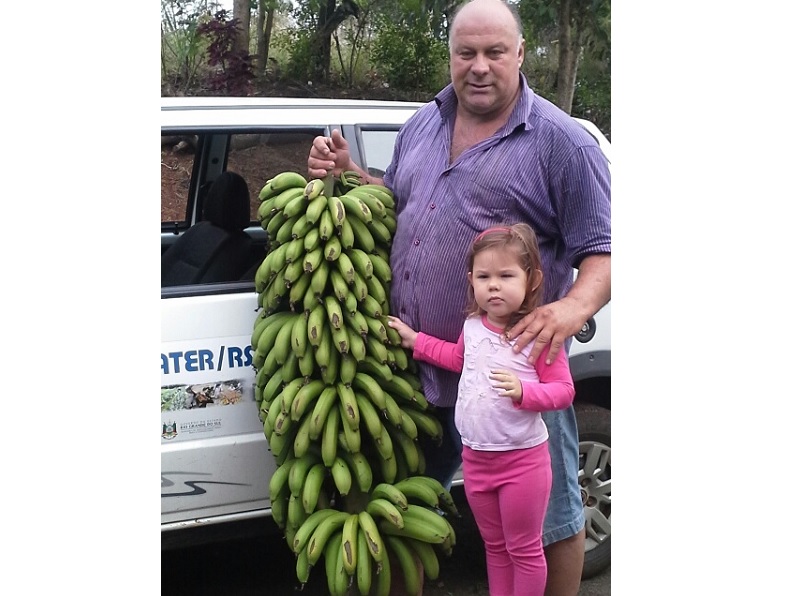 Cacho gigante de banana orgânica chama a atenção em município do Noroeste do Estado