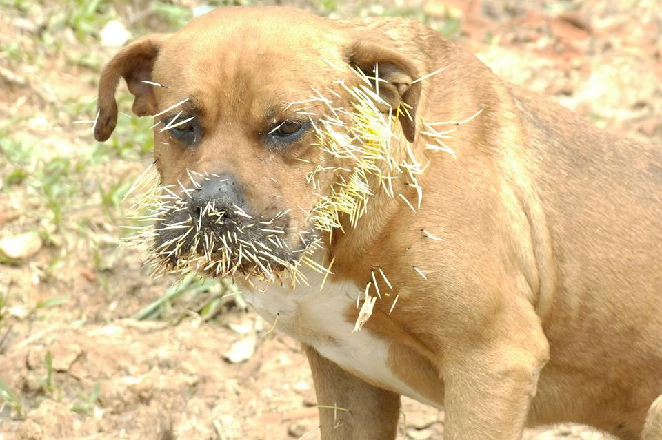 Cães são atacados por porco espinho no interior de Formigueiro