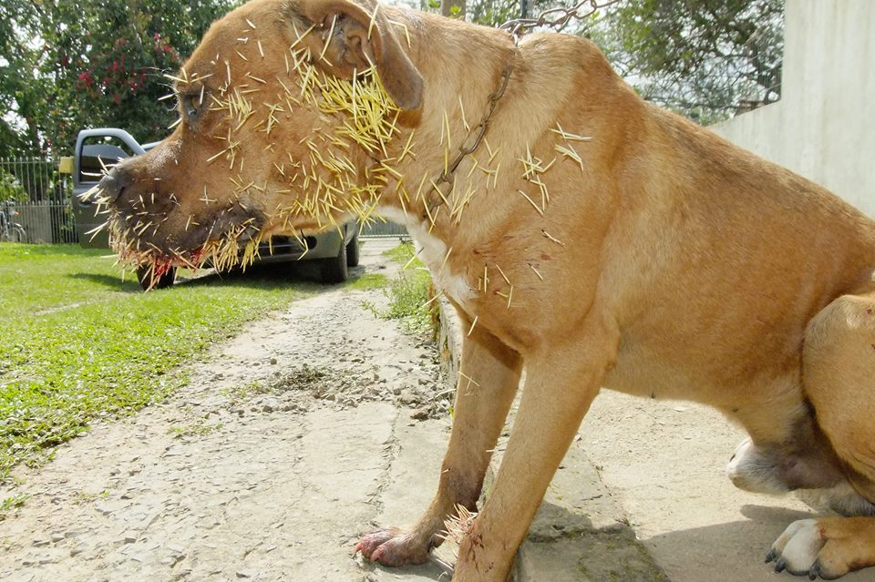 cao atacado porco espinho formigueiro 2