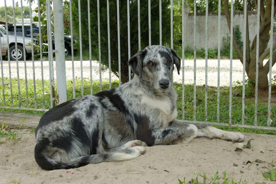cao atacado porco espinho formigueiro 4