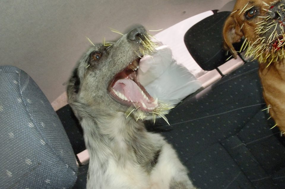 cao atacado porco espinho formigueiro 5