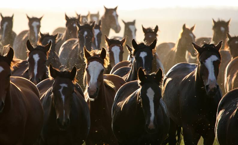 cavalo crioulo abccc