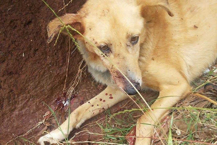 Morador arrasta cadela, agride e a tranca em bueiro, em São Sepé