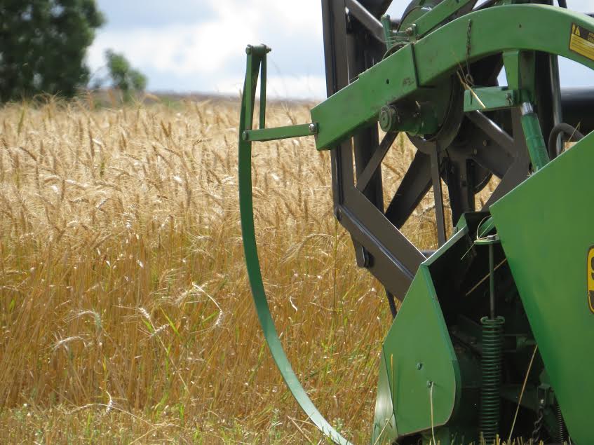 Colheita do trigo avança e qualidade do produto frustra agricultores