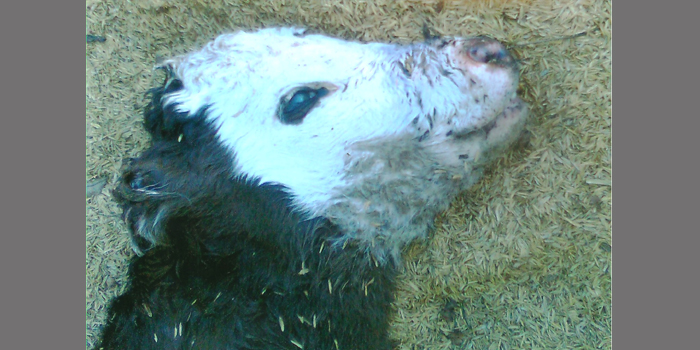 Cães atacam rebanho bovino em Restinga Sêca
