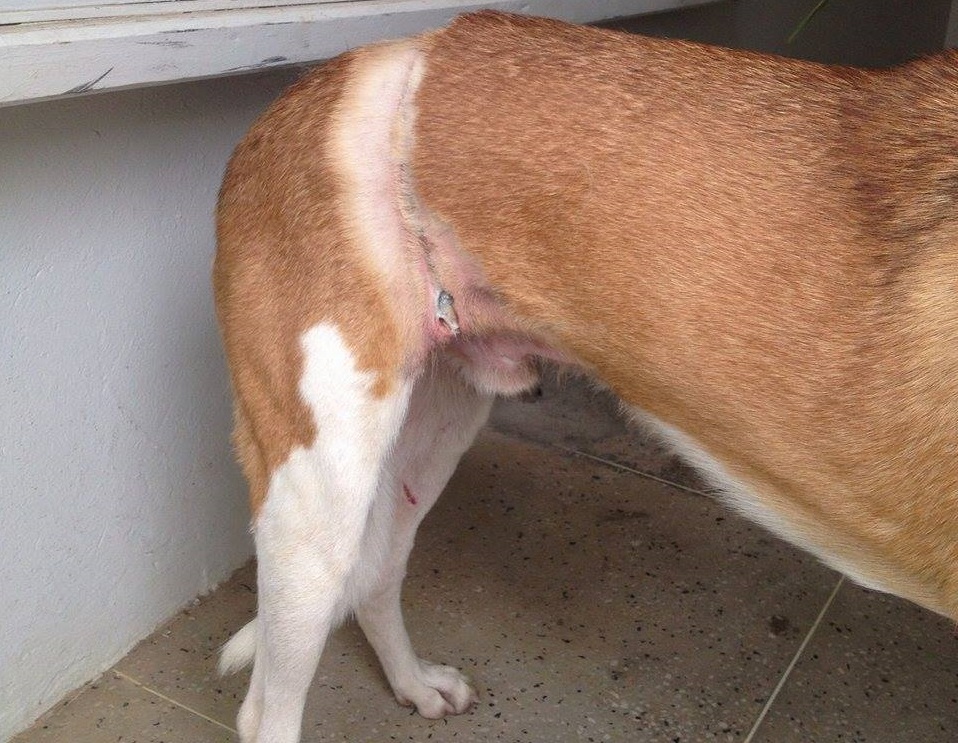 Mais um ato de crueldade: cão é estrangulado com arame em São Sepé