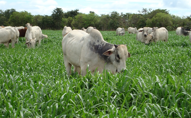 rebanho GADO PASTO PECUARIA