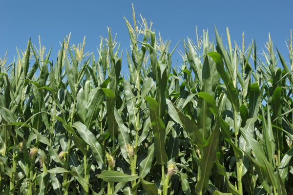 Chuvas e temperaturas elevadas favorecem as lavouras de milho no RS