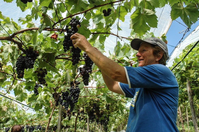 Produção de uvas e pêssego é prejudicada pelo clima no RS