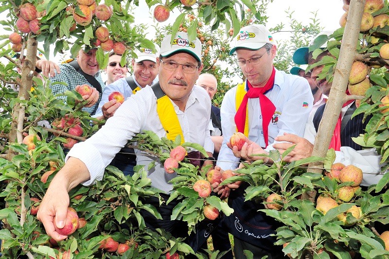 Colheita da maçã é aberta oficialmente com previsão de 480 mil toneladas