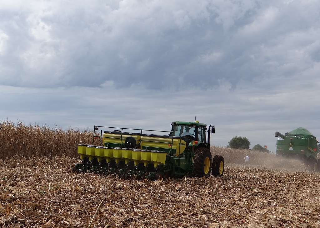 lavoura de milho - Deise Froelich