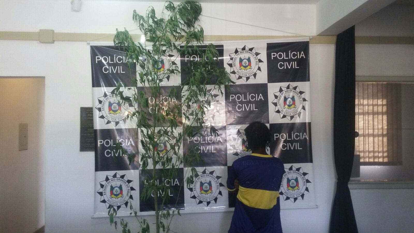 pe de maconha policia civil