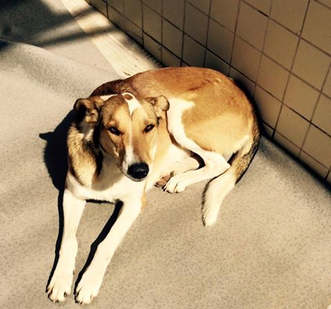 Cachorro de rua morre atropelado e comove pessoas na web