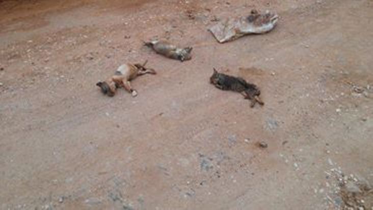 Cachorros e gatos sem vida são abandonados em estrada de São Sepé