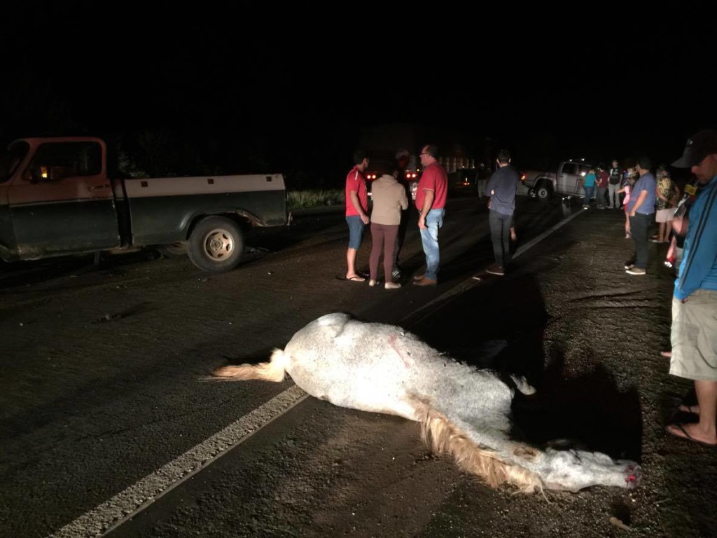 12919463_932038566903178_1917703339_o