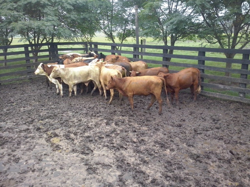 Uma das marcas encontradas nos animais. 