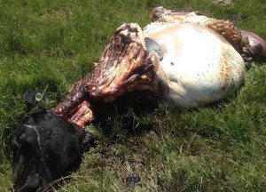 12421780_926069030833465_282395961_n