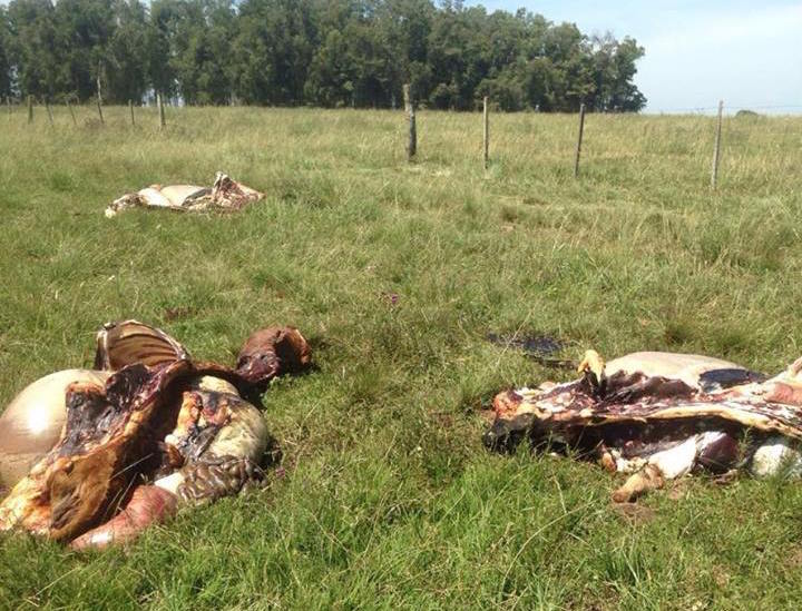 12595923_926069107500124_1002781101_n