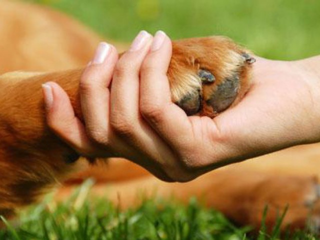 Empresa doará 2% da arrecadação de maio para instituições que ajudam cães e gatos de rua