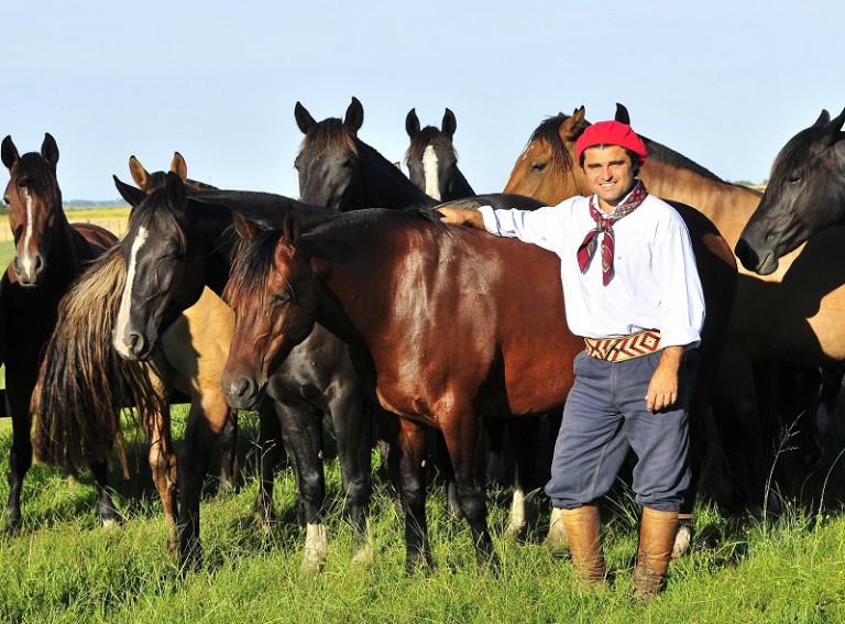 Marcelo Moglia quer difundir o cavalo crioulo no país