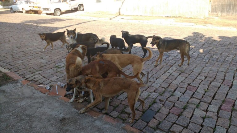Animais soltos nas ruas geram debate em São Sepé